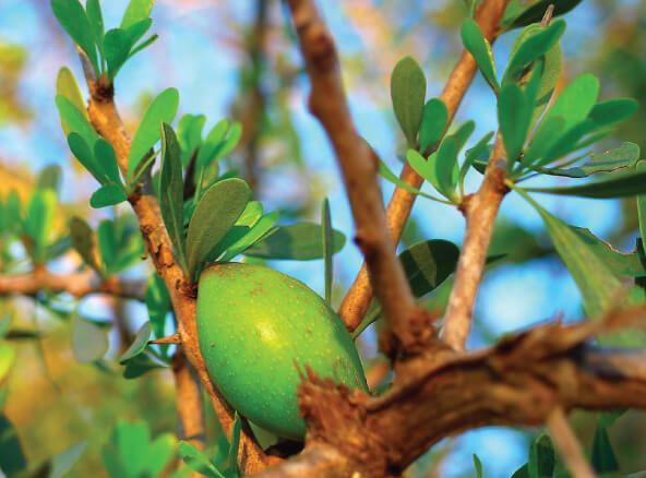 アルガンオイル