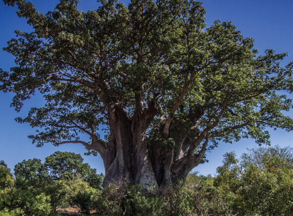 バオバブオイル